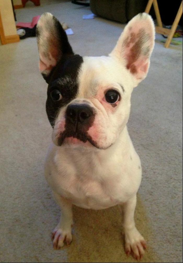 Edina Pet Hospital - Minneapolis, MN