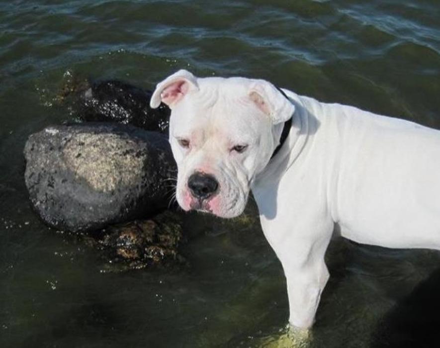 Edina Pet Hospital - Minneapolis, MN