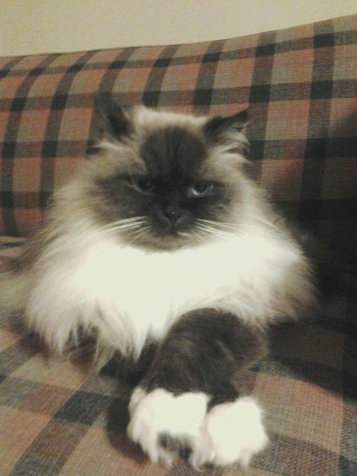 Edina Pet Hospital - Minneapolis, MN