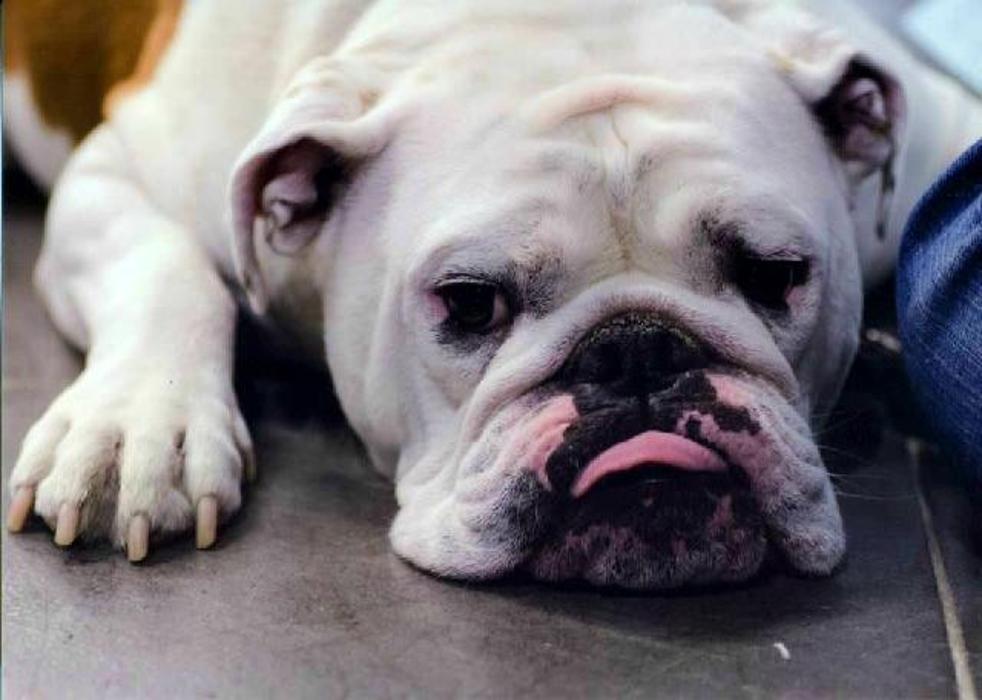 Edina Pet Hospital - Minneapolis, MN