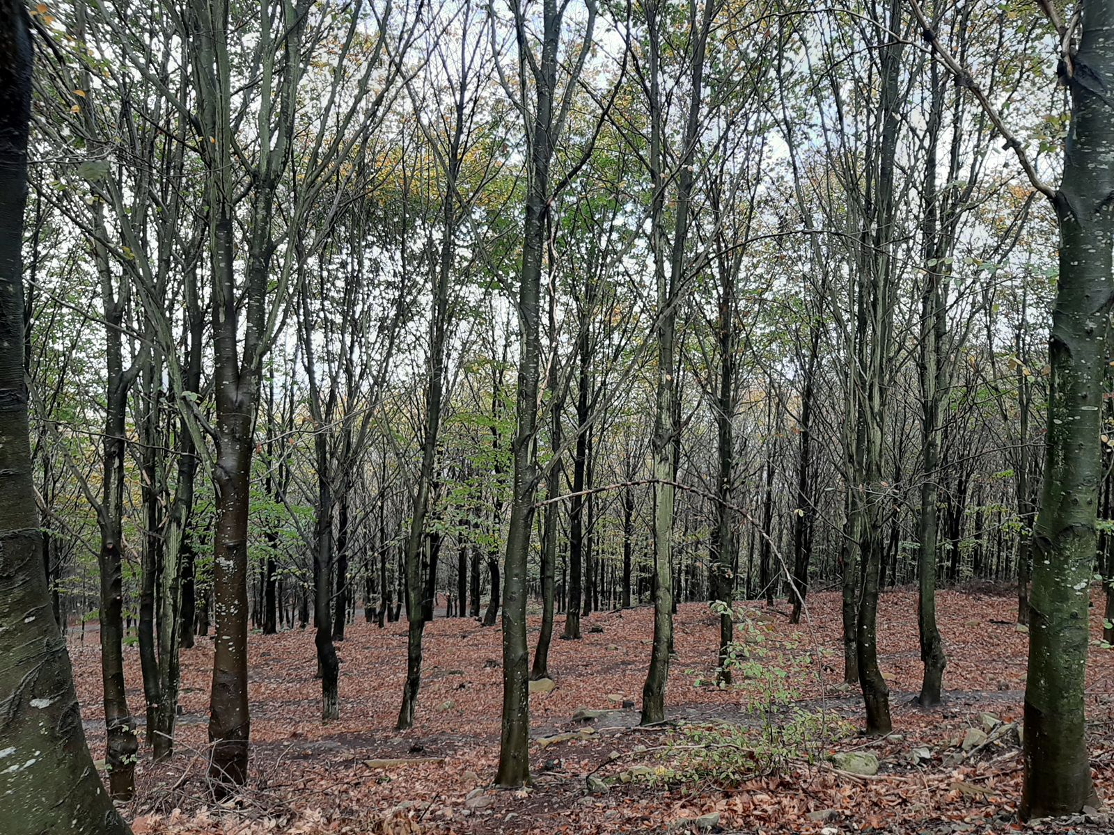 Galería en miniatura