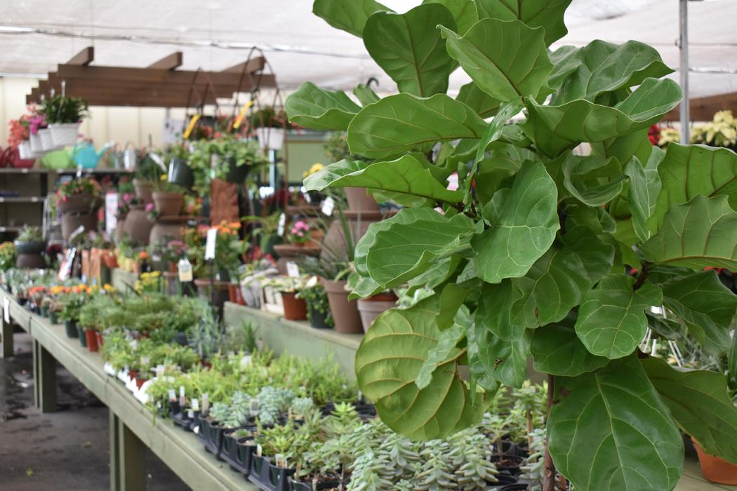 Pike Nurseries - Roswell, GA