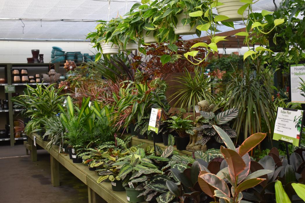 Pike Nurseries - Roswell, GA