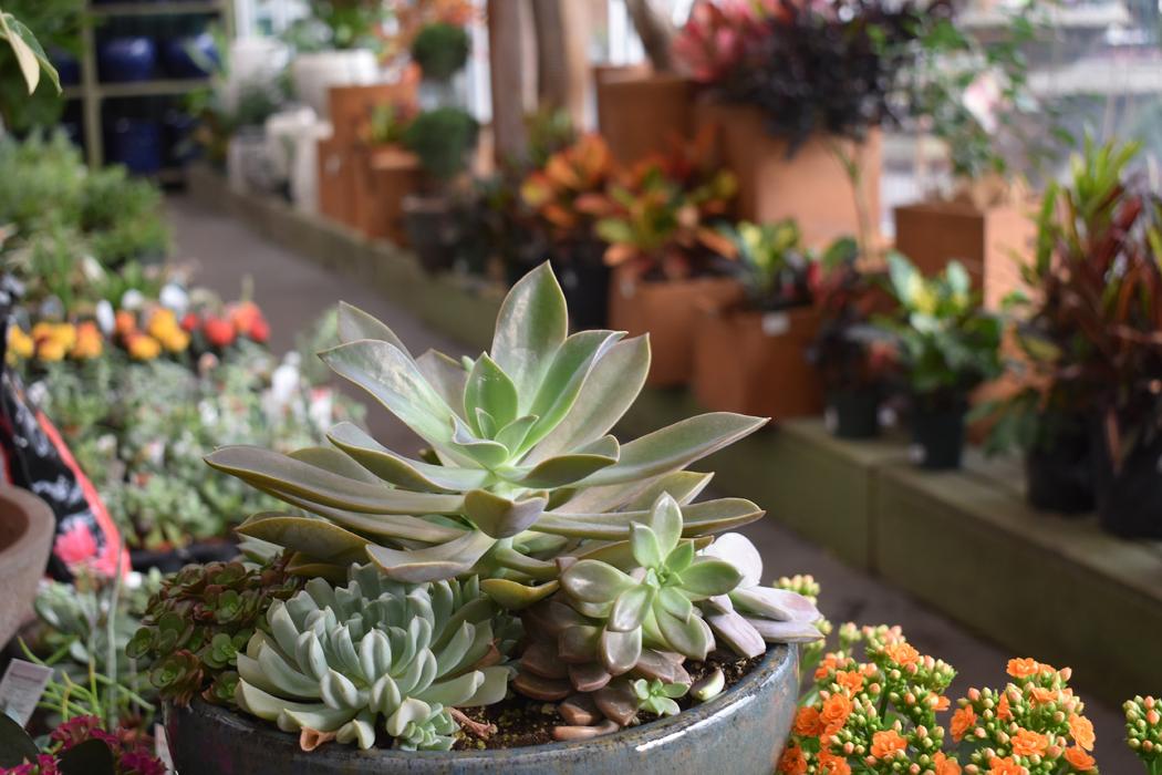 Pike Nurseries - Roswell, GA