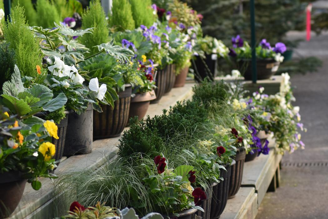 Pike Nurseries - Roswell, GA