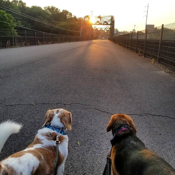 Paws for Adventure - Hermitage, TN