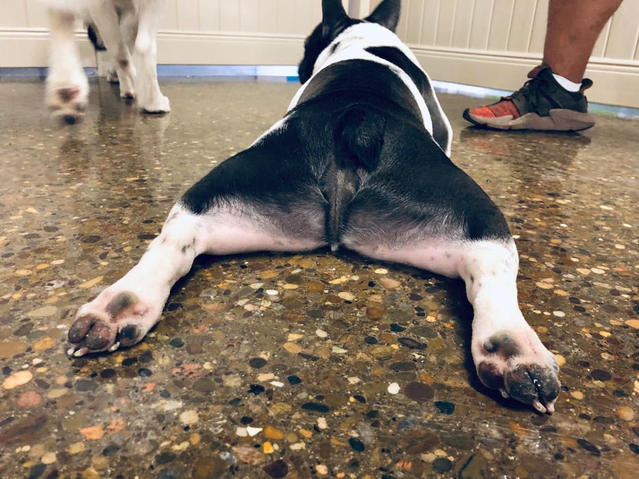 Hounds Town Sanford - Sanford, FL