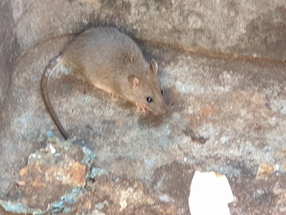 Rat Control