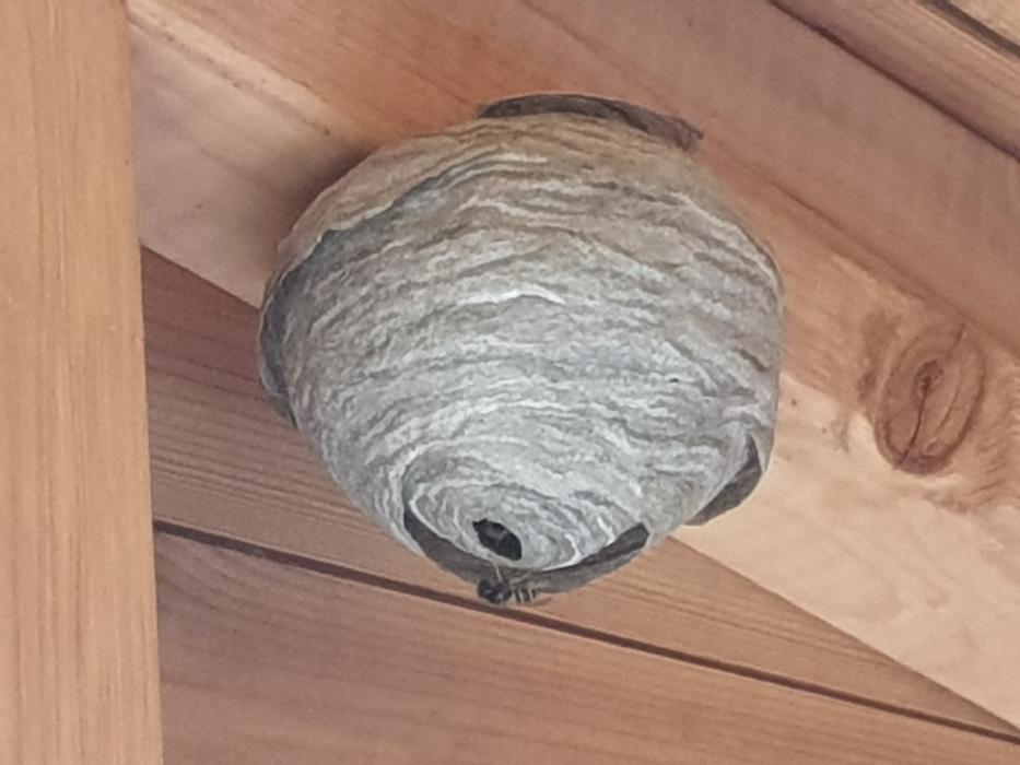 Wasp Nest Treatments being carried out.