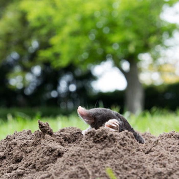 Gadermaier Bau GmbH Kanal- und Leitungsbau, Gumpling in Gumpling