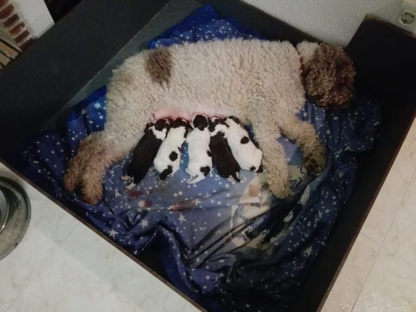Galería en miniatura