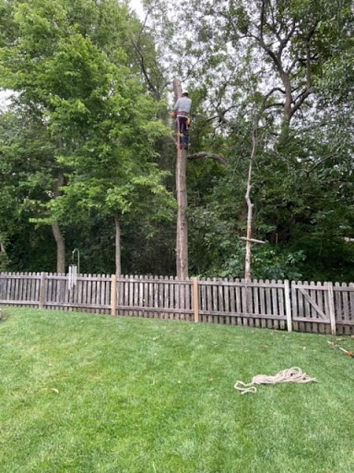 Escobar Tree and Lawn Service - Kansas City, KS