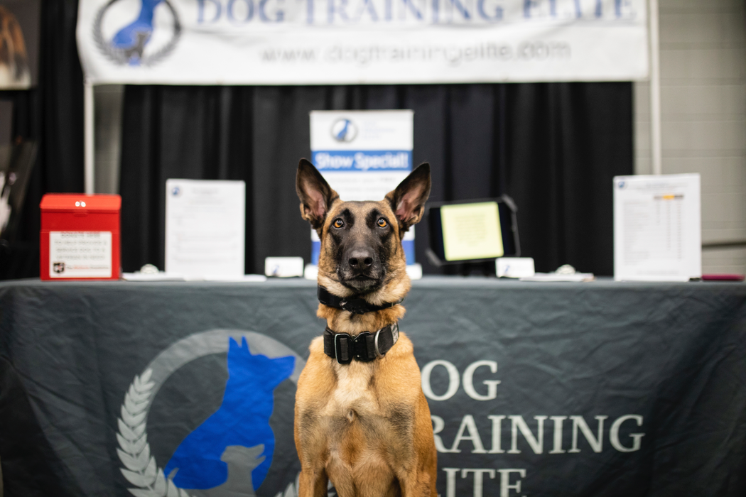 Dog Training Elite Tooele Valley - Tooele, UT