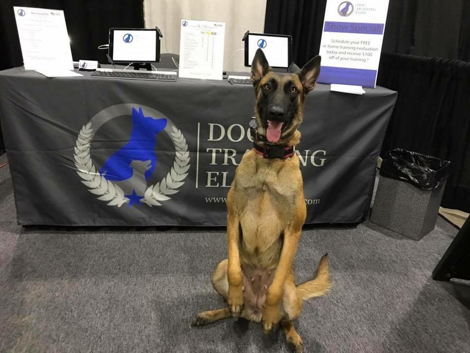 Dog Training Elite Tooele Valley - Tooele, UT