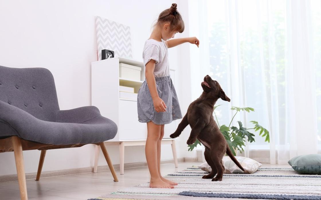 Dog Training Elite Tooele Valley - Tooele, UT
