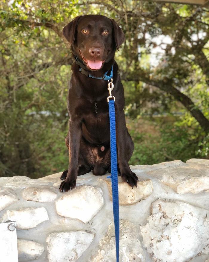 Dog Training Elite Tooele Valley - Tooele, UT