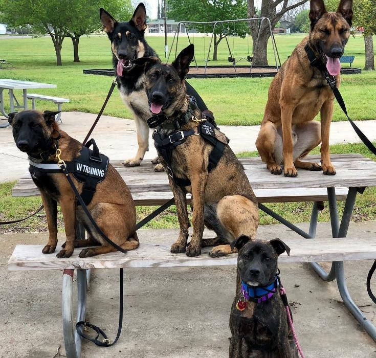 Dog Training Elite Tooele Valley - Tooele, UT