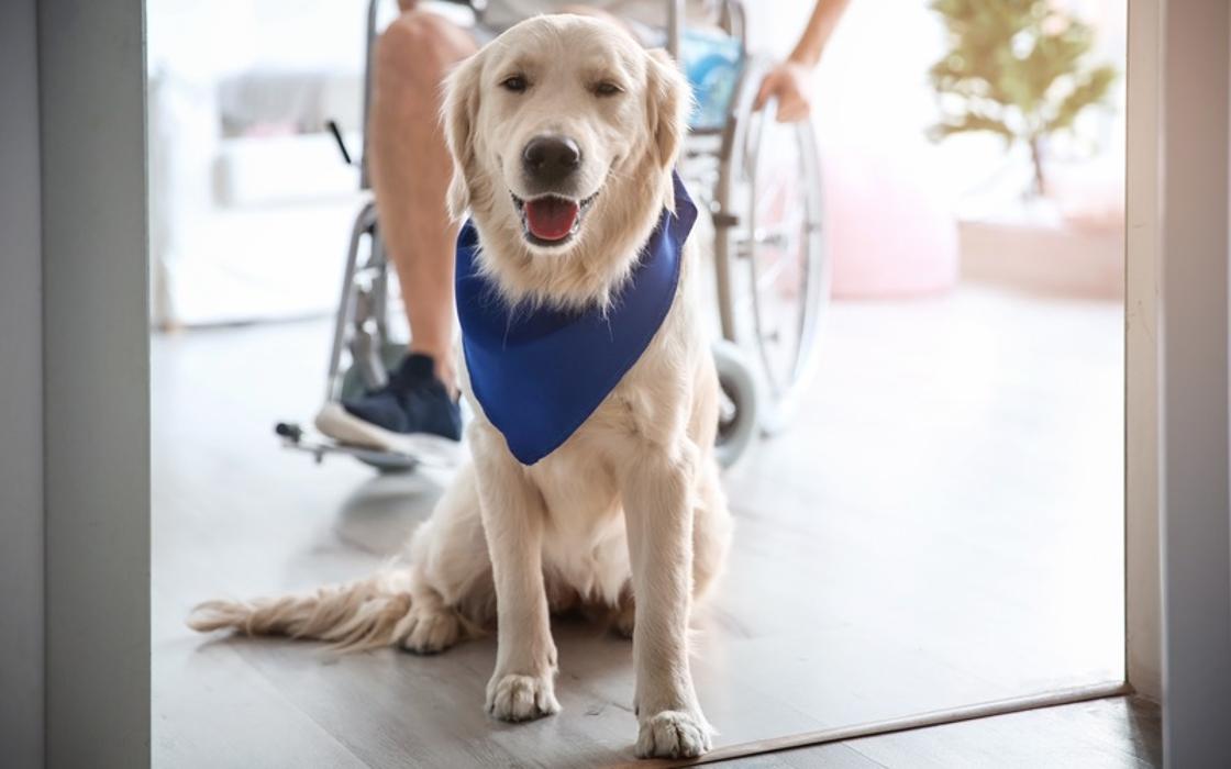 Dog Training Elite Tooele Valley - Tooele, UT