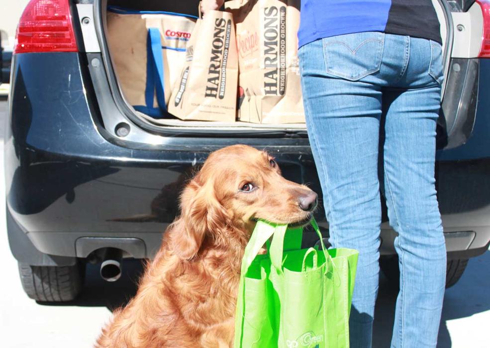 Dog Training Elite Tooele Valley - Tooele, UT
