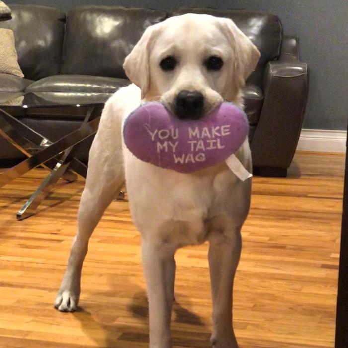 Laurie's Leashes - Mount Vernon, NY