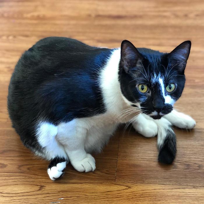 Laurie's Leashes - Mount Vernon, NY