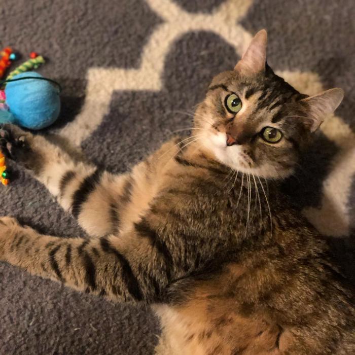 Laurie's Leashes - Mount Vernon, NY