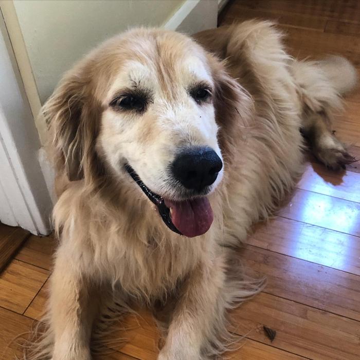 Laurie's Leashes - Mount Vernon, NY