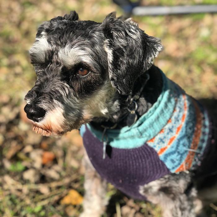 Laurie's Leashes - Mount Vernon, NY