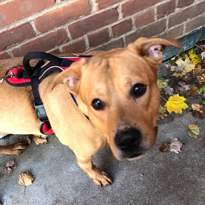 Laurie's Leashes - Mount Vernon, NY