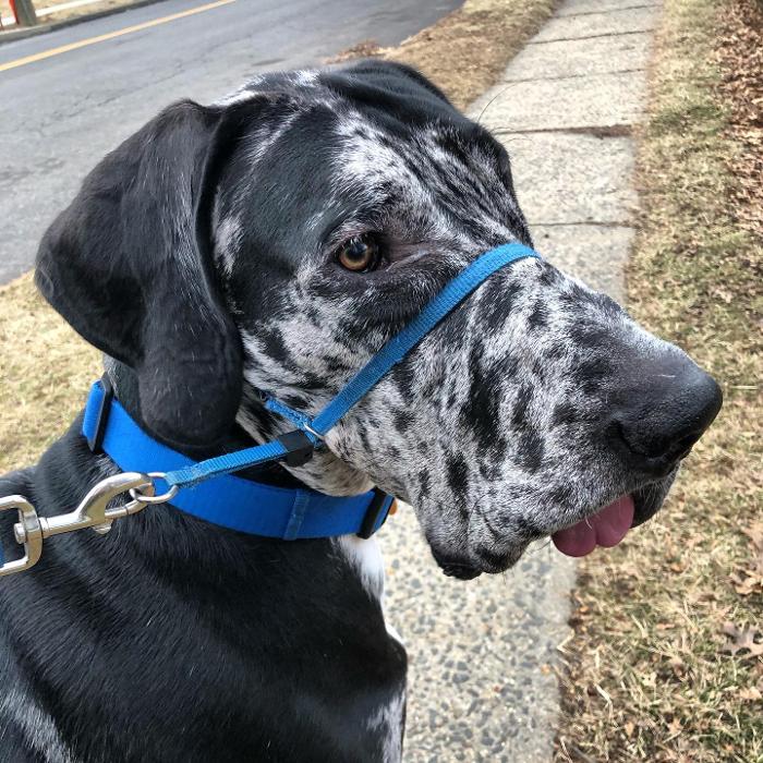 Laurie's Leashes - Mount Vernon, NY