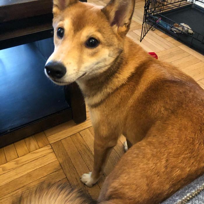 Laurie's Leashes - Mount Vernon, NY