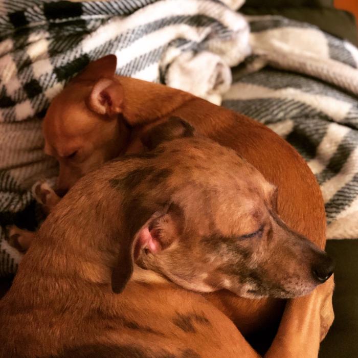 Laurie's Leashes - Mount Vernon, NY