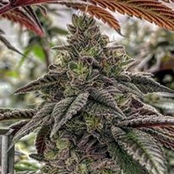 Dubtown Dank Dispensary - Wagoner, OK