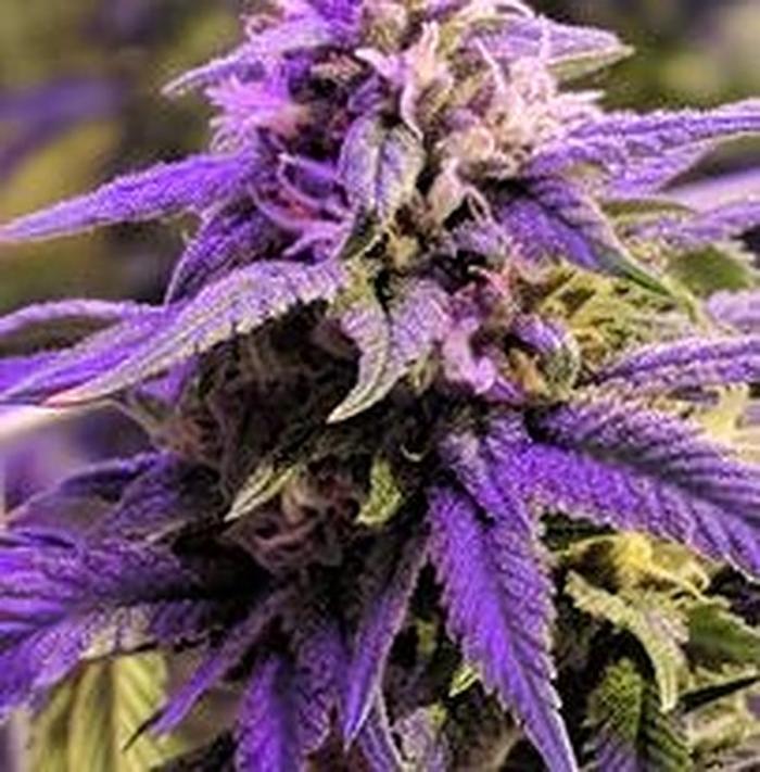 Dubtown Dank Dispensary - Wagoner, OK