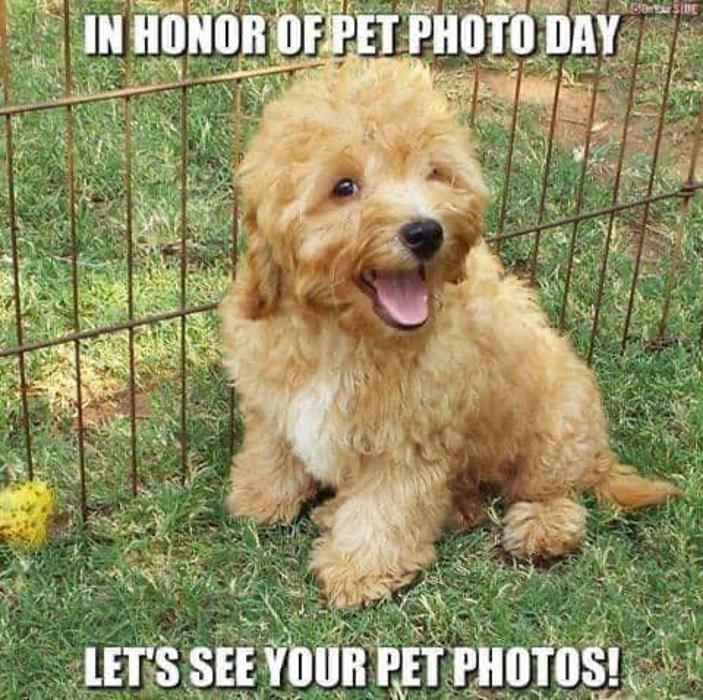 Jaynea's Dog Treats - Bardstown, KY