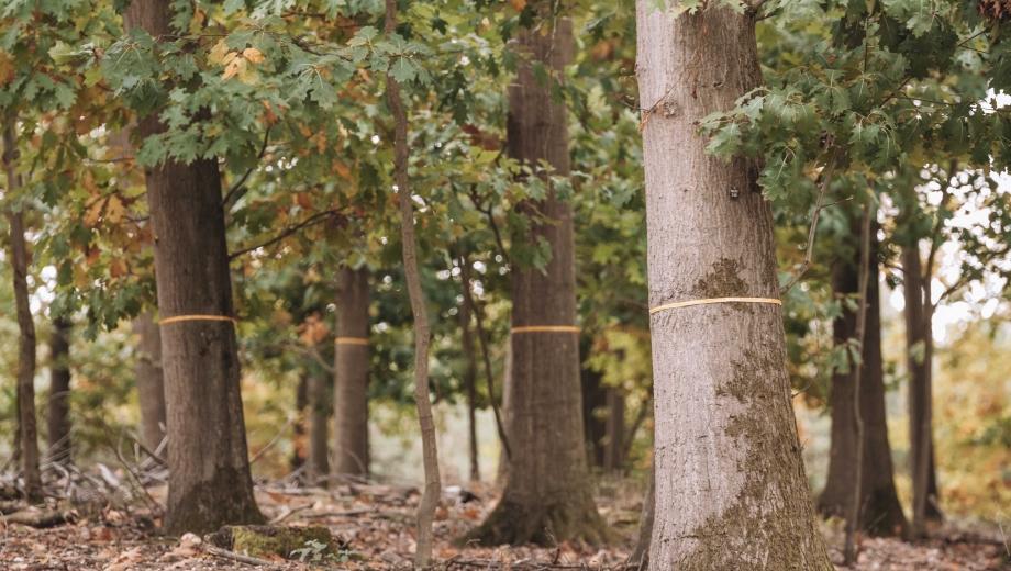 FriedWald Niederkrüchten, Roermonder Straße in Niederkrüchten