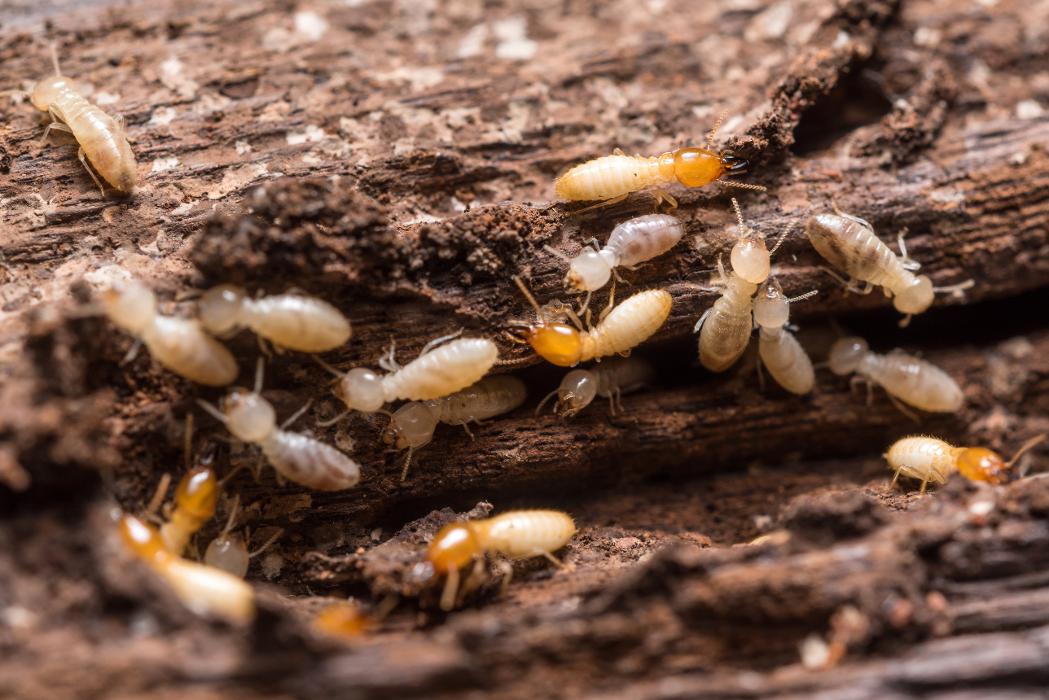Local Termite and Pest Control - Springfield, KY