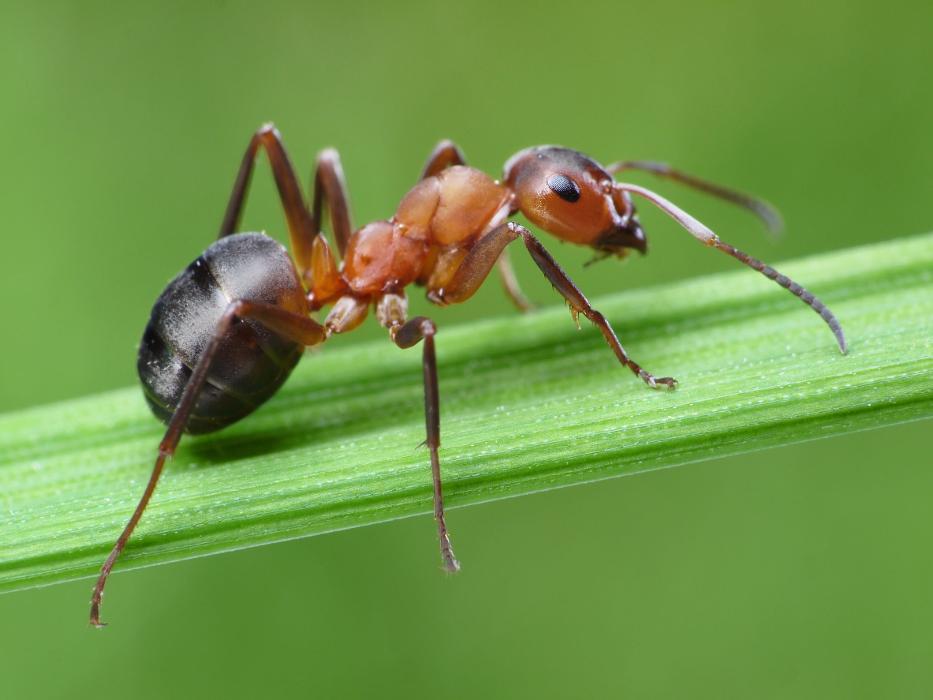Local Termite and Pest Control - Springfield, KY