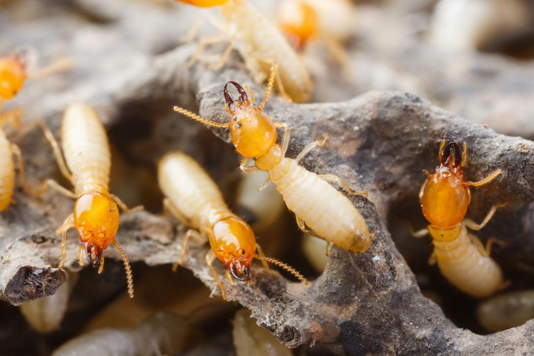 Local Termite and Pest Control - Springfield, KY