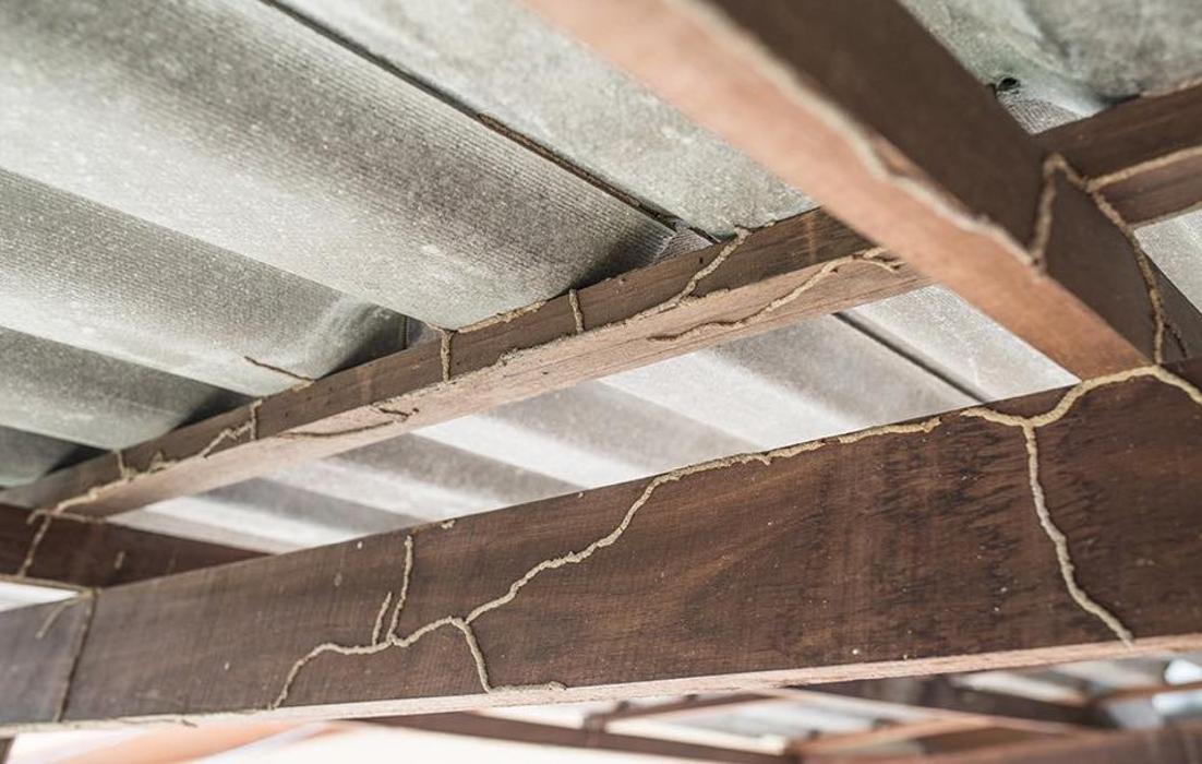 Local Termite and Pest Control - Springfield, KY