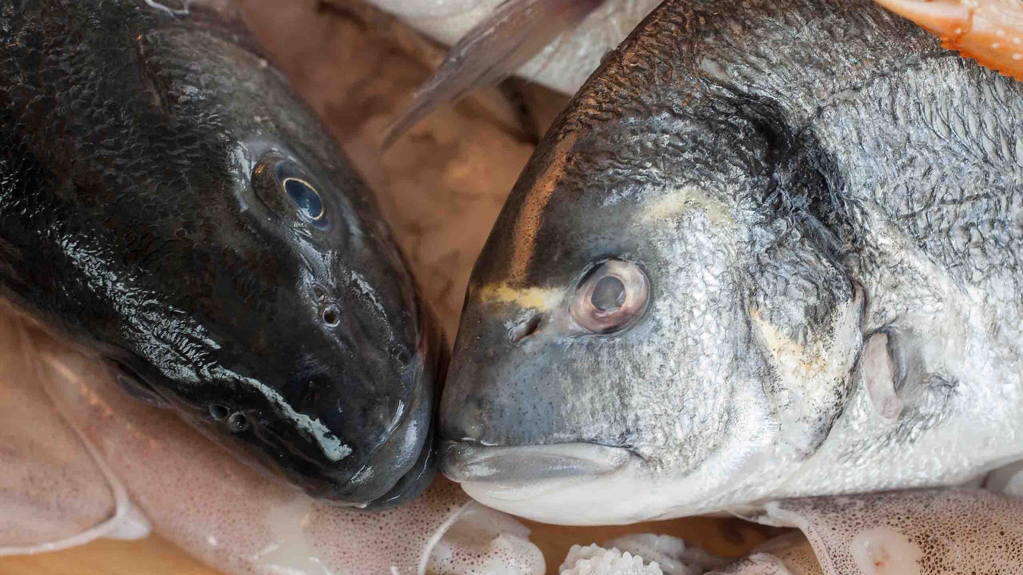 KNOSSOS, Schlachthofstraße in Gießen