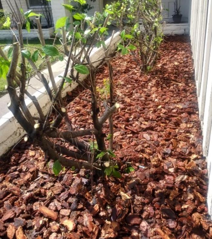 Alex Landscaping - Riverside, CA