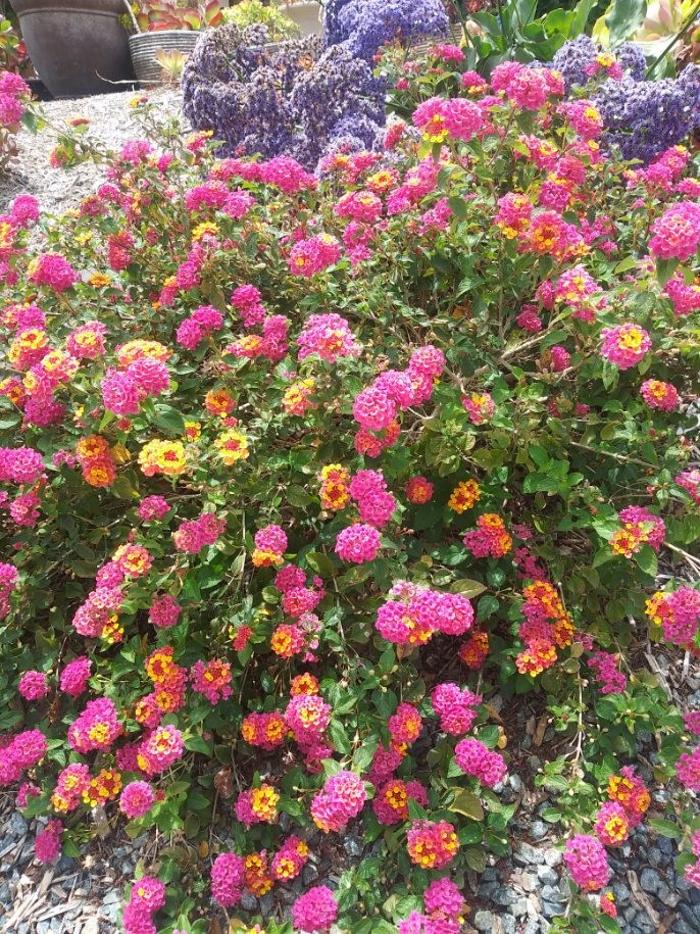 Alex Landscaping - Riverside, CA