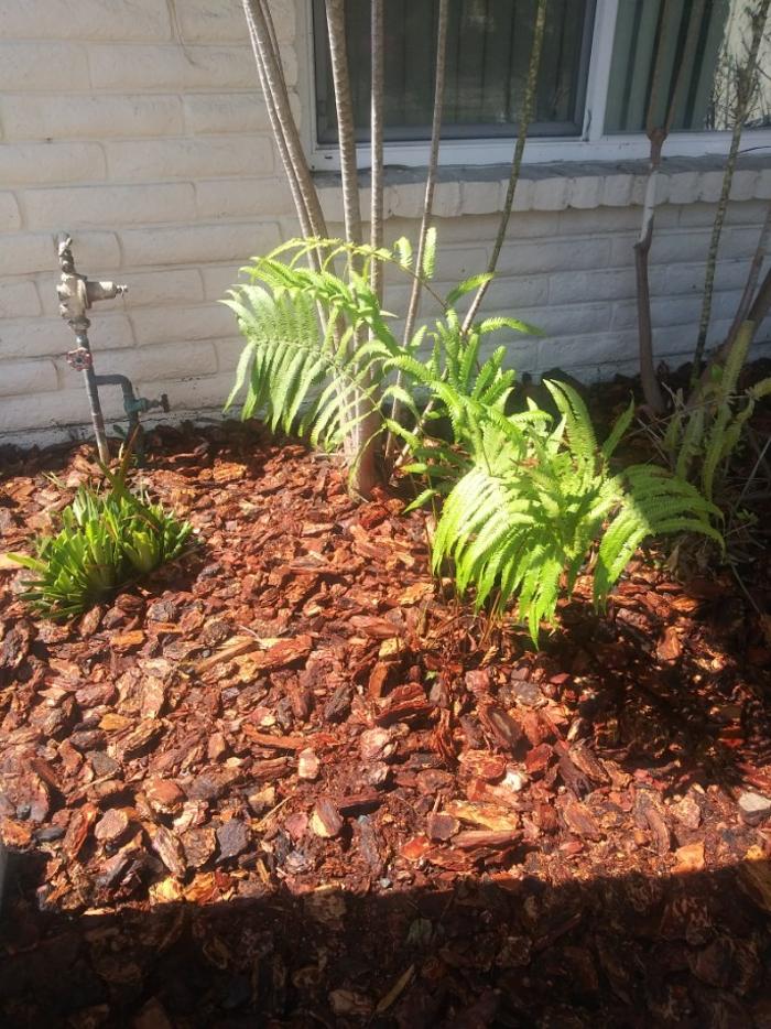Alex Landscaping - Riverside, CA