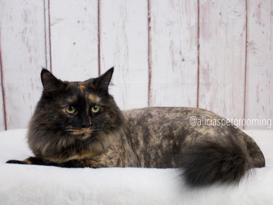 Alicia's Pet Grooming - Morgan Hill, CA