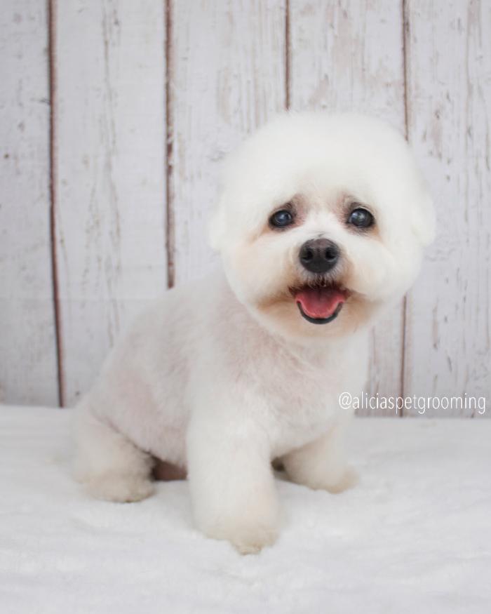 Alicia's Pet Grooming - Morgan Hill, CA