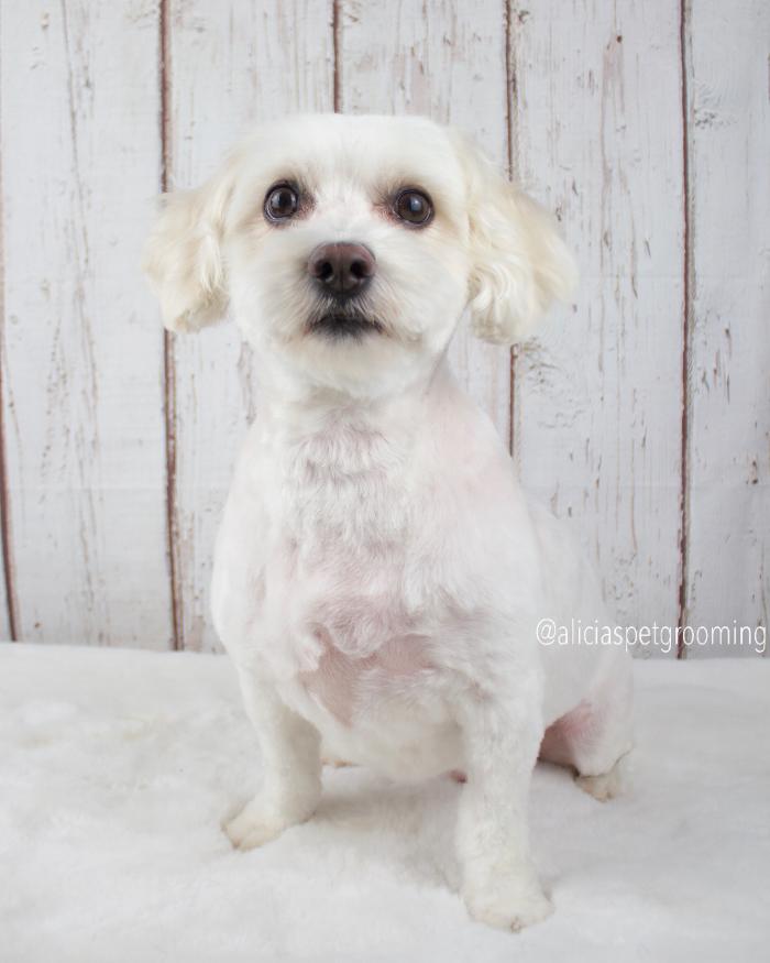 Alicia's Pet Grooming - Morgan Hill, CA