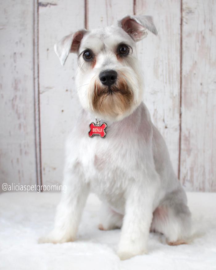 Alicia's Pet Grooming - Morgan Hill, CA