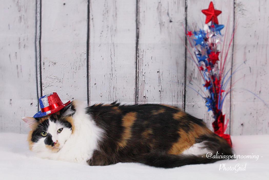 Alicia's Pet Grooming - Morgan Hill, CA