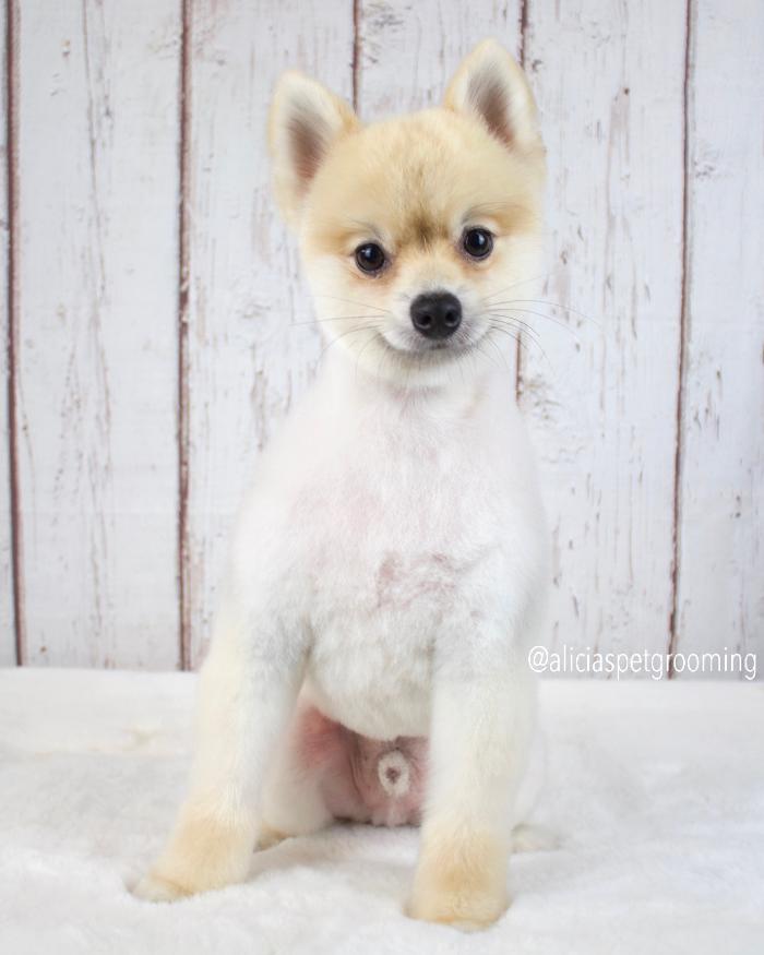 Alicia's Pet Grooming - Morgan Hill, CA